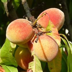 Vine peach tree with white flesh